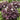 Flowering False Shamrock growing as a compact clump