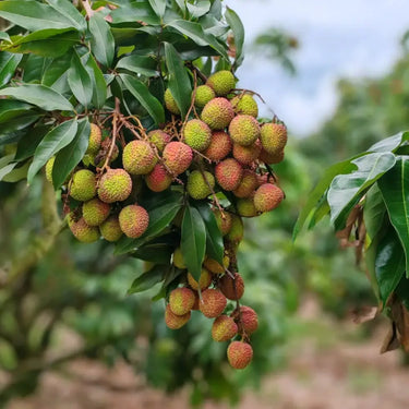Feizixiao Lychee Seeds