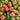 Feizixiao Lychee Seeds