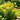 Hypericum Seeds - yellow flowers in a garden bed