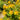 Hypericum Seeds - yellow flowers and foliage