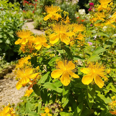 Hypericum Seeds - yellow flowers and foliage
