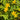 Hypericum Seeds - yellow flower and stamen detail