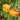 Yellow-orange flat nectarines growing on a leafy tree