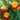 Flat nectarines protected with fruit bags on a tree