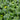 Flowering Chinese cabbage with yellow flower buds