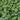 Flowering Chinese cabbage plants growing outdoors