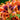 Forever Susan Asiatic Lily Seeds