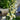 Foxglove Seeds Arctic Fox, Lemon Cream