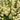 Graines de digitale Arctic Fox, crème citron