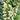 Graines de digitale Arctic Fox, crème citron