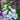 Foxglove Seeds Dalmatian White