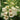 Foxglove Seeds igitalis 'Dalmatian Creme'