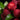 Fresh Dongkui Chinese Bayberry Seeds