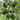 Fresh Hass Avocado, Creamy Avocado Fruit Seeds
