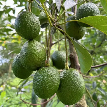 Fresh Hass Avocado, Creamy Avocado Fruit Seeds