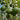 Fresh Hass Avocado, Creamy Avocado Fruit Seeds