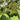 Fresh Hass Avocado, Creamy Avocado Fruit Seeds