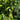 Fresh Hass Avocado, Creamy Avocado Fruit Seeds