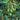 Fresh Hass Avocado, Creamy Avocado Fruit Seeds