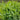 Fresh Peas Vegetable Seeds