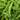 Fresh Peas Vegetable Seeds