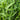 Fresh Peas Vegetable Seeds
