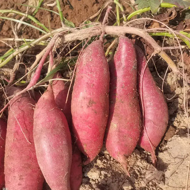 Fresh Sweet Potato Vegetable Seeds