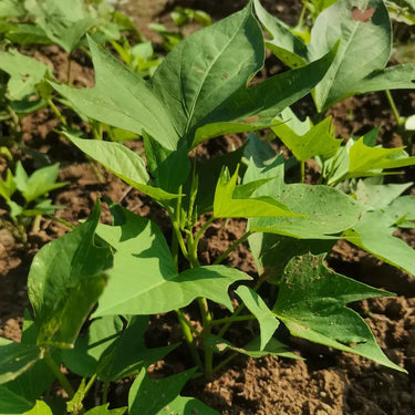 Fresh Sweet Potato Vegetable Seeds