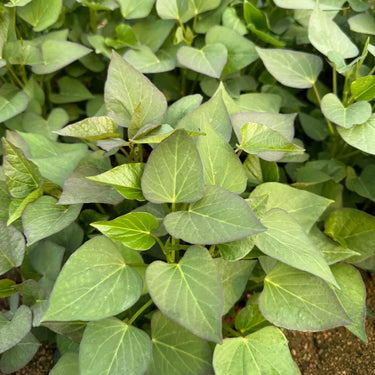 Fresh Sweet Potato Vegetable Seeds
