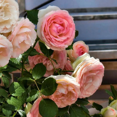 Fuchsia White Rose Seeds