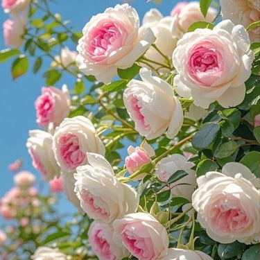 Fuchsia White Rose Seeds