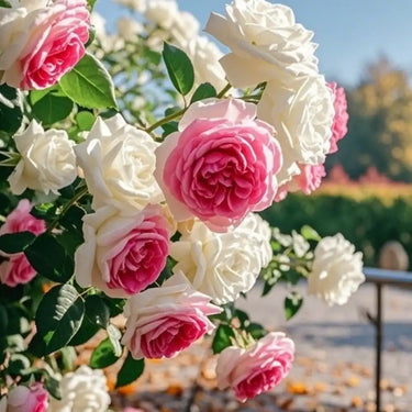 Semillas de rosa fucsia y blanca