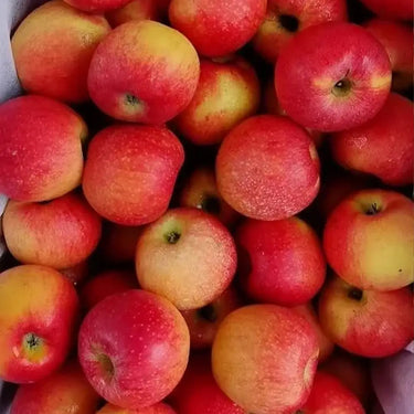 Gala Apple Seeds