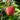 Gala Apple Seeds