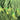 Garlic Scape