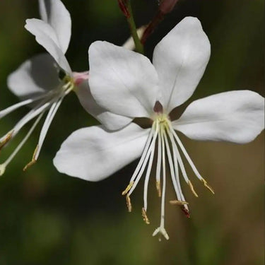 Gaura „Whirling Butterflies“