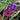 Geissorhiza radians