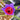 Geissorhiza radians