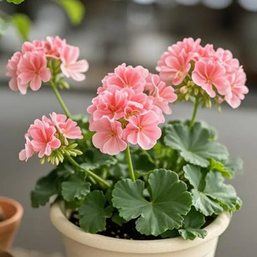 Geranium Seeds-Apricot Blush