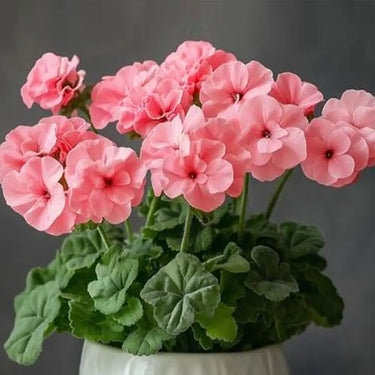 Geranium Seeds-Apricot Blush