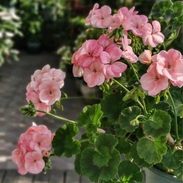Geranium Seeds-Apricot Blush