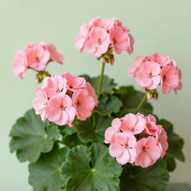 Graines de Géranium - Apricot Blush