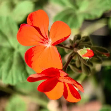Geranium Seeds-Flame Orange