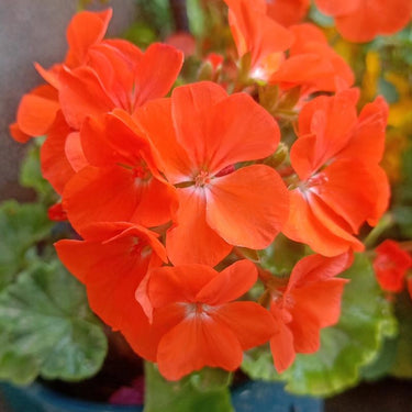 Geranium Seeds-Flame Orange