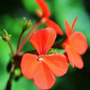 Geranium Seeds-Flame Orange