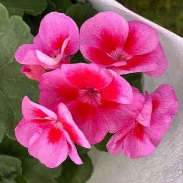 Geranium Seeds-Flamingo