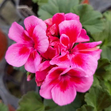 Geranium Seeds-Flamingo