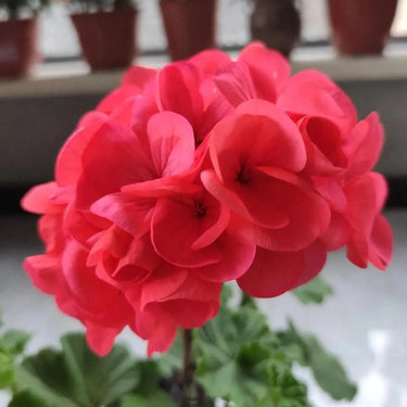 Geranium Seeds-Hot Pink