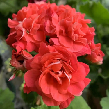 Geranium Seeds-Hot Pink